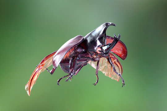 rhinoceros beetle flying