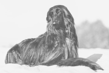 Black and white portrait of Afghan Hound lying on sand in desert