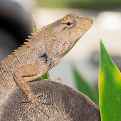 Select eye focus Chameleon in thailand. Lizard , Dragon.