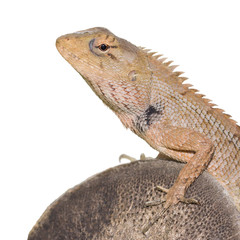 Select eye focus Chameleon in thailand. Lizard , Dragon. isolated white background.