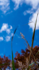 羽鳥湖高原の秋