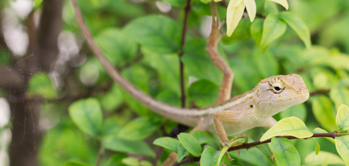 Select eye focus Lizard in thailand. Beautiful Chameleon species in Thailand perched on branch in nature.