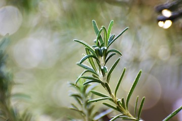 rosemary herb Cyprus