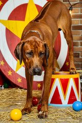 Rhodesian Ridgeback circus actor sitting on a drum in front of target