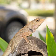 Select eye focus Chameleon in thailand. Wild lizard in Thailand close-up