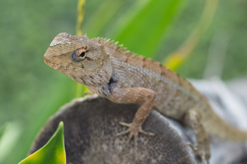 Select eye focus Lizard in thailand. Beautiful Chameleon species in Thailand perched on branch in nature.( Bearded Dragon)