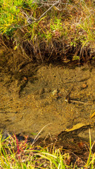 羽鳥湖高原の秋