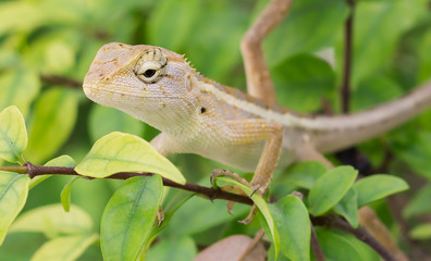 Select eye focus Lizard in thailand. Beautiful Chameleon species in Thailand perched on branch in nature.