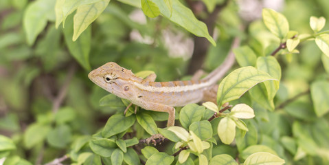 Select eye focus Lizard in thailand. Beautiful Chameleon species in Thailand perched on branch in nature.