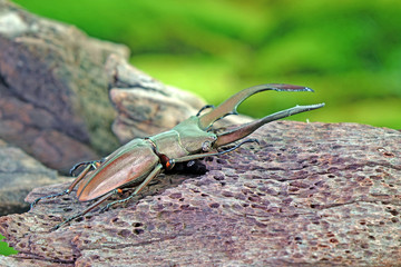 Beetle : Stag beetle (Cyclommatus metallifer) is a genus of the Lucanidae family. Beautiful beetle with lustrous metallic bodies,one of world's most famous exotic pets and awesome pets. 