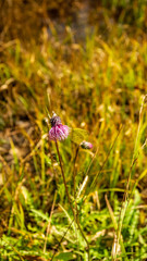 羽鳥湖高原の秋