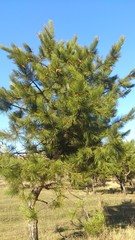 pine tree
