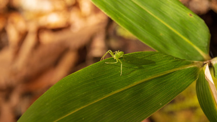 羽鳥湖高原の秋