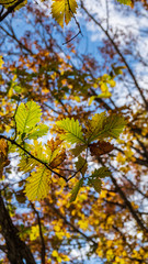 Naklejka premium 羽鳥湖高原の秋