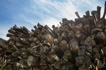Old dry wooden logs. Firewood under the blue sky.