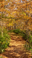 Fototapeta premium 羽鳥湖高原の秋