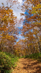羽鳥湖高原の秋