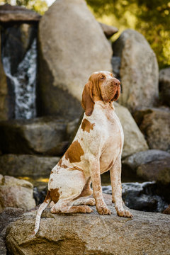 Beautiful Bracco Italiano pointer male sitting on rock near watefall