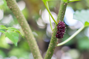 black and red Mulberry fruit on the branch. fresh organic mulberry fruit. black ripe and red unripe...