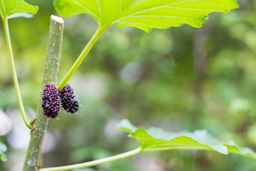 Abstract red mulberry on the tree, and selective focus blurred in the background.