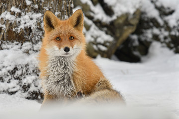 雪の中のキタキツネ