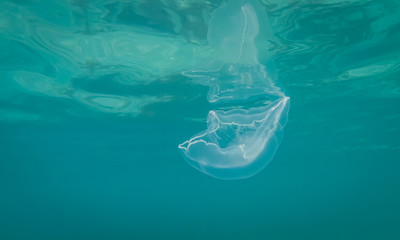 Jellyfish in Jamaica. Jellyfish exposure done in the Jamaica warm sea while on the beach.