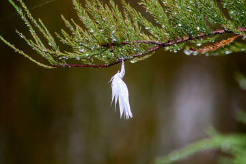 Feder in Regen