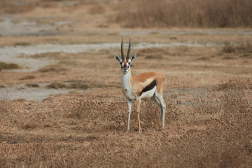 Antilope , Ngorongoro safari, Africa