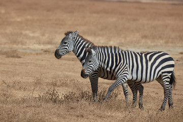 Fototapeta na wymiar Group of zebra, Safari Wild life in Africa , Tanzania 