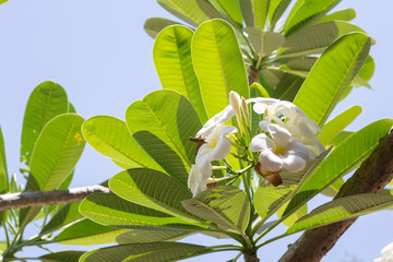 Obraz premium Soft focus of Frangipani flower, Plumeria flora, Graveyard Tree with leaves Beautiful Paper Flower vintage in the garden ,grass background blurry,Asian flowers.