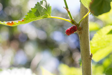mulberry, mulberry natural, focus mulberry on branch with leafs, mulberry with bokeh background. fresh organic mulberry fruit.