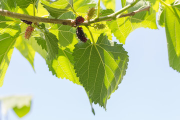 Abstract soft focus of Mulberry seed and leaf with sky background.