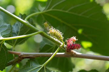 Fresh ripe mulberry berries on tree - Fresh mulberry, black ripe and red unripe mulberries on the branch. black and red Mulberry fruit on the branch.