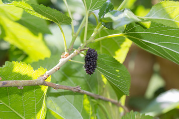 black Mulberry fruit on the branch. fresh organic mulberry fruit. black ripe and red unripe...