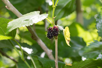 black and red Mulberry fruit on the branch. fresh organic mulberry fruit. black ripe and red unripe mulberries on the branch.