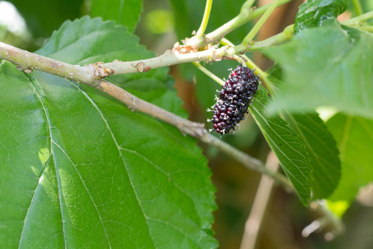 black and red Mulberry fruit on the branch. fresh organic mulberry fruit. black ripe and red unripe mulberries on the branch.