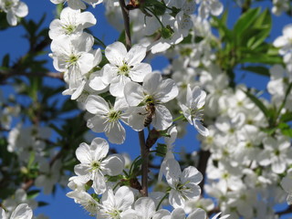 Obraz premium Cherry blossom closeup on blue sky on spring day