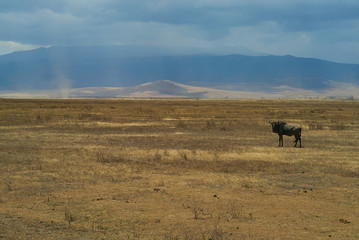 Naklejka na ściany i meble View on Ngorongoro crater , Tanzania , Africa .Safari 