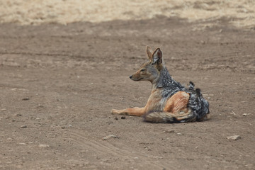 Jackal , Ngorongoro Safari 