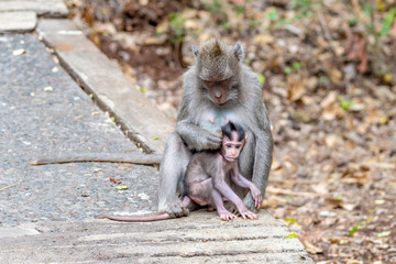 Monkeys in Bali
