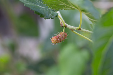 black Mulberry fruit on the branch. fresh organic mulberry fruit. black ripe and red unripe...