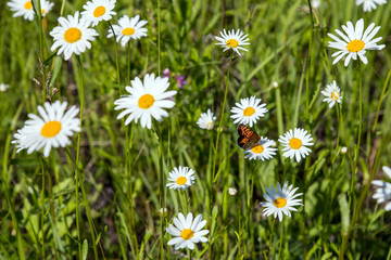 White camomiles on the field with selective focus. Butterfly on a flower.