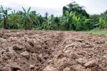 The soil had been plow for tillage to plant trees