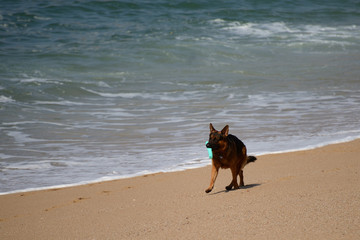 german shepherd on the beach