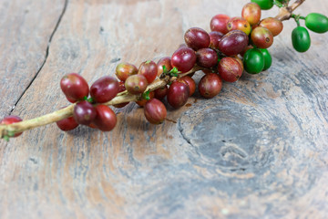 Fresh coffee bean isolate on wood

