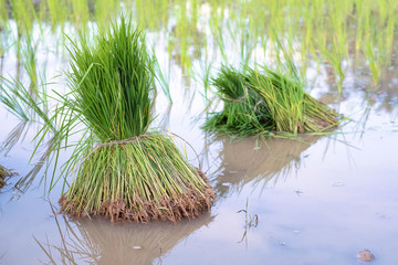 Rice seedling was withdrew for preparation to plant in Thailand