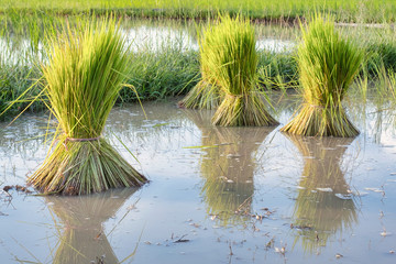 Rice seedling was withdrew for preparation to plant in Thailand