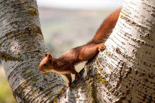 ardilla correteando por los &aacute;rboles de pelo rojo y suabe
