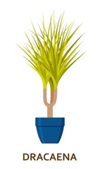 Dracaena. Decorative houseplant in pot. Florist indoor tree or interior flowerpot. Vector illustration