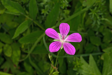 Close-up single bright red-violet woodland geranium flower.